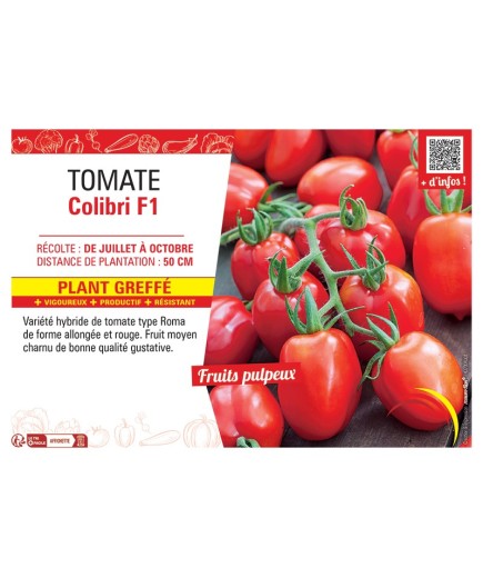 TOMATE COLIBRI F1 Plant greffé