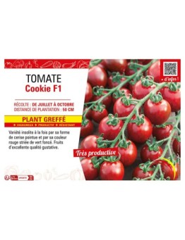 TOMATE COOKIE F1 Plant greffé