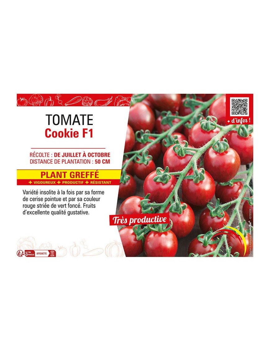 TOMATE COOKIE F1 Plant greffé