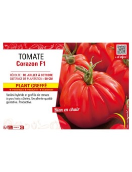 TOMATE CORAZON F1 Plant greffé