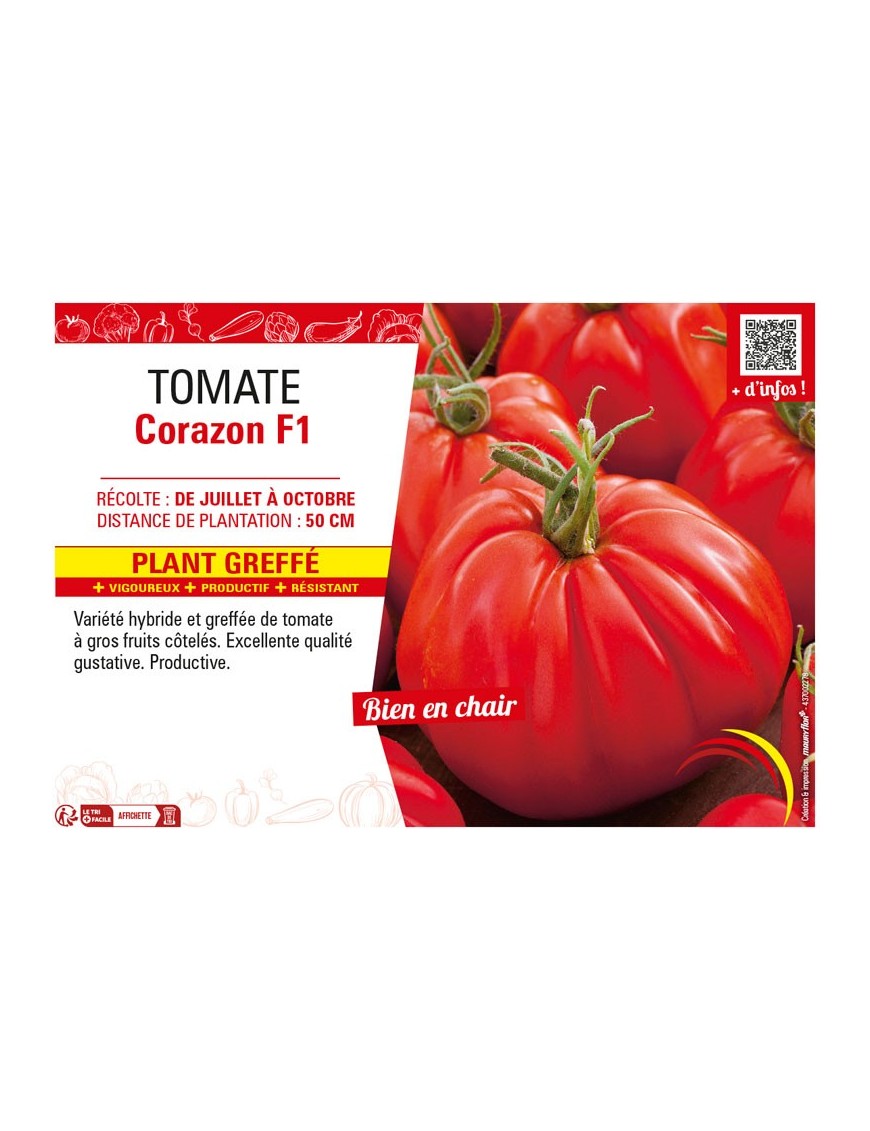 TOMATE CORAZON F1 Plant greffé