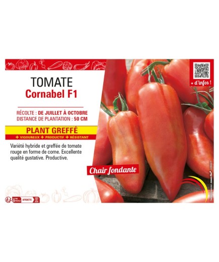 TOMATE CORNABEL F1 Plant greffé