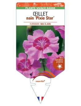 DIANTHUS alpinus Pixie Star voir Œillet nain