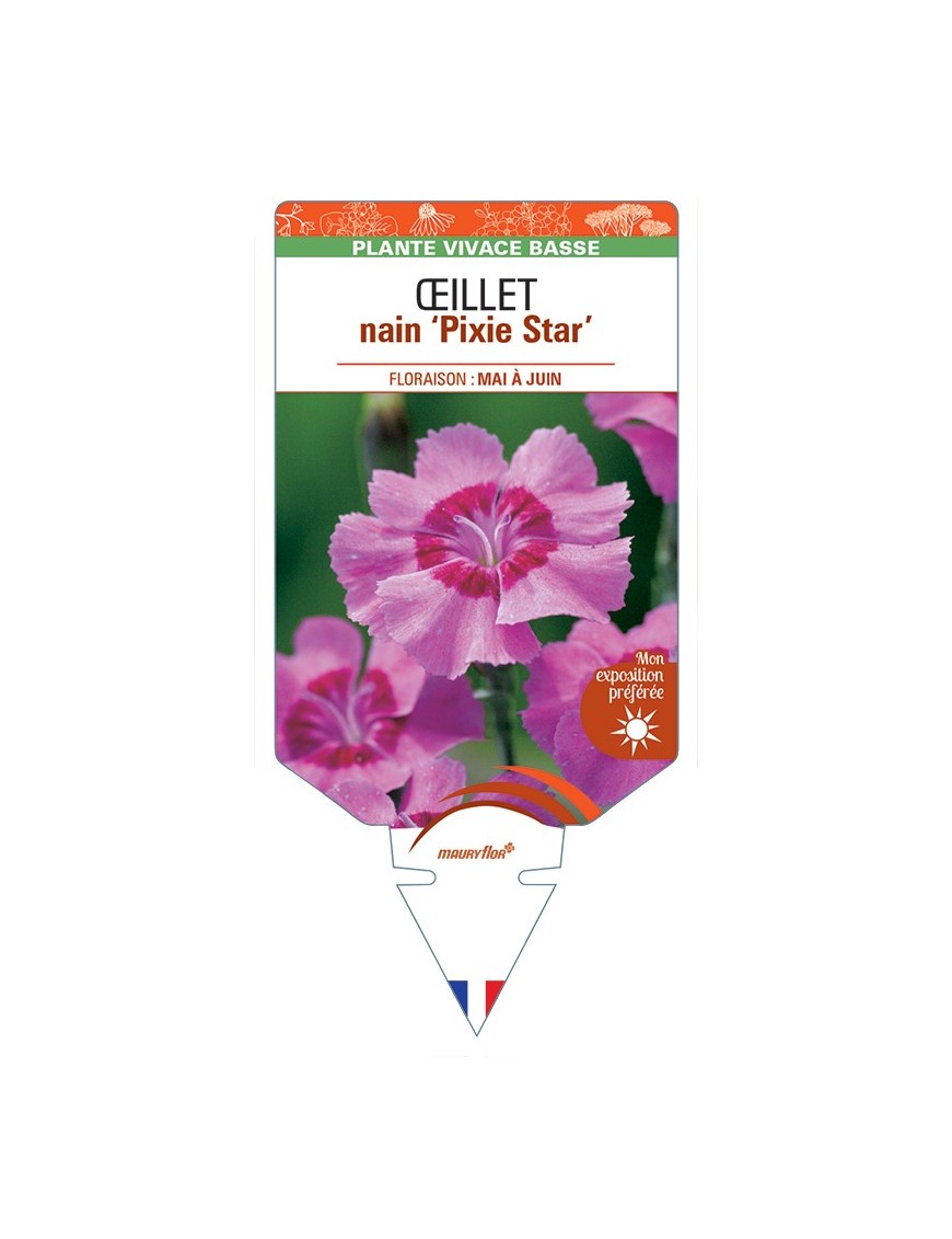 DIANTHUS alpinus Pixie Star voir Œillet nain