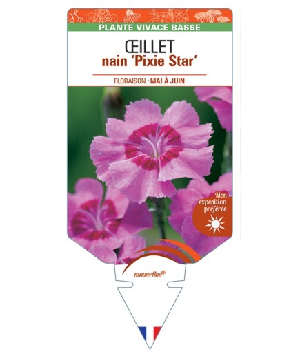 DIANTHUS alpinus Pixie Star voir Œillet nain