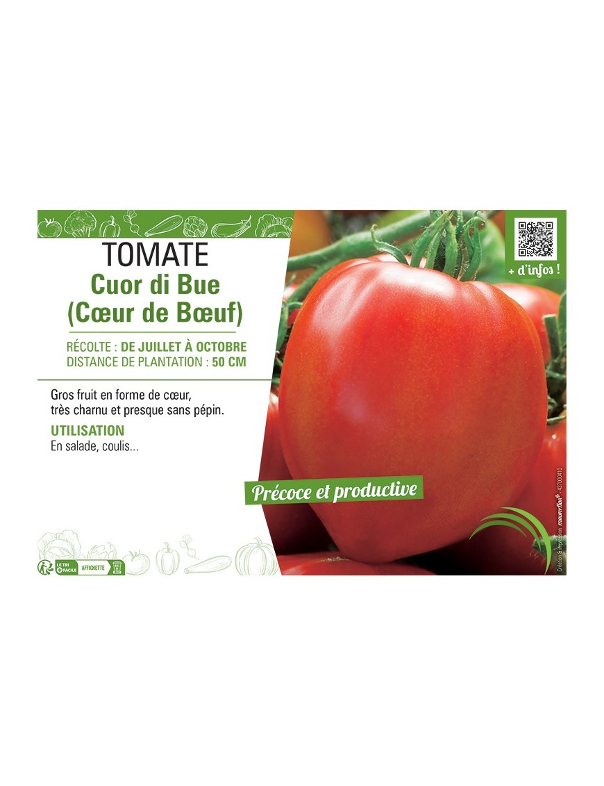 TOMATE CUOR DI BUE (CŒUR DE BŒUF)
