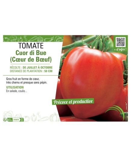 TOMATE CUOR DI BUE (CŒUR DE BŒUF)