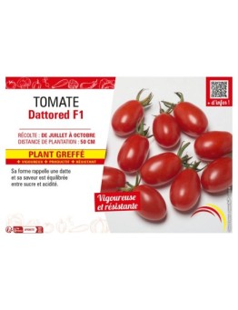 TOMATE DATTORED F1 Plant greffé