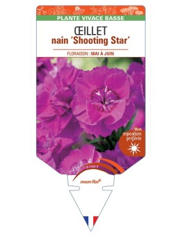 DIANTHUS alpinus Shooting Star voir Œillet nain