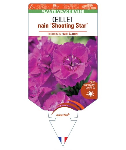 DIANTHUS alpinus Shooting Star voir Œillet nain
