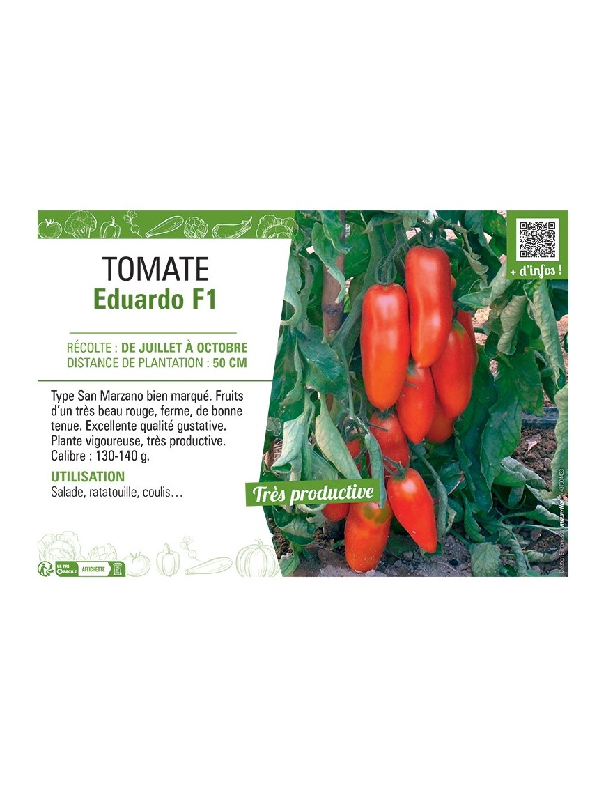 TOMATE EDUARDO F1