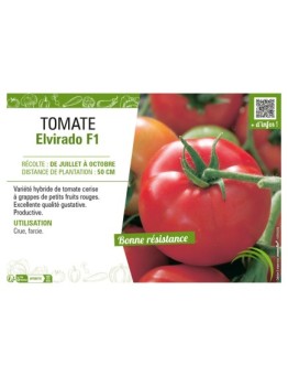 TOMATE ELVIRADO F1
