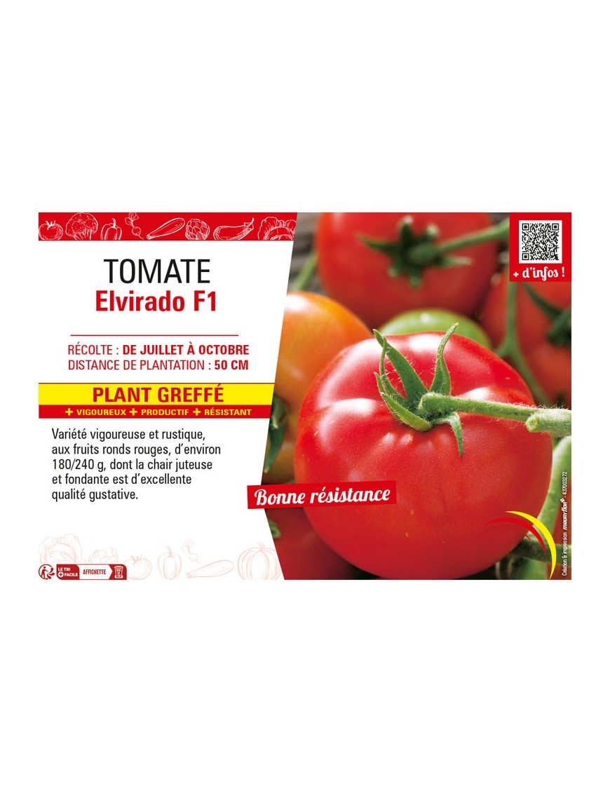 TOMATE ELVIRADO F1 Plant greffé