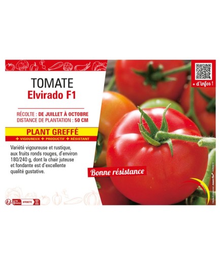 TOMATE ELVIRADO F1 Plant greffé