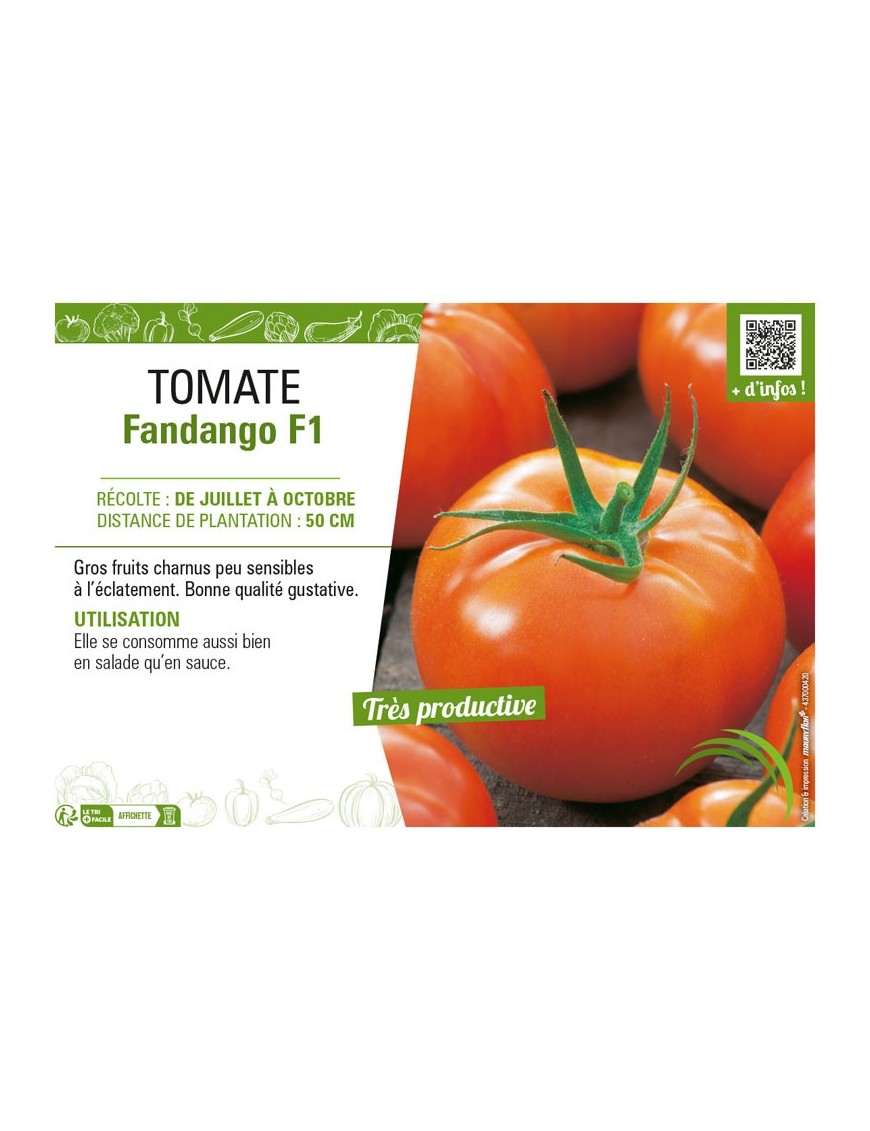 TOMATE FANDANGO F1