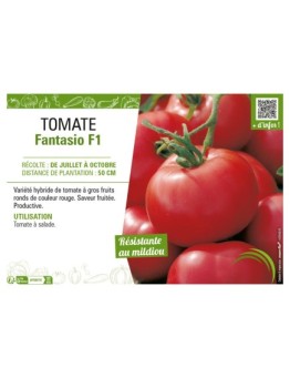 TOMATE FANTASIO F1