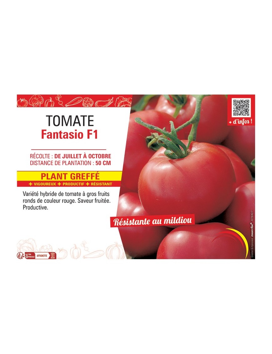 TOMATE FANTASIO F1 Plant greffé
