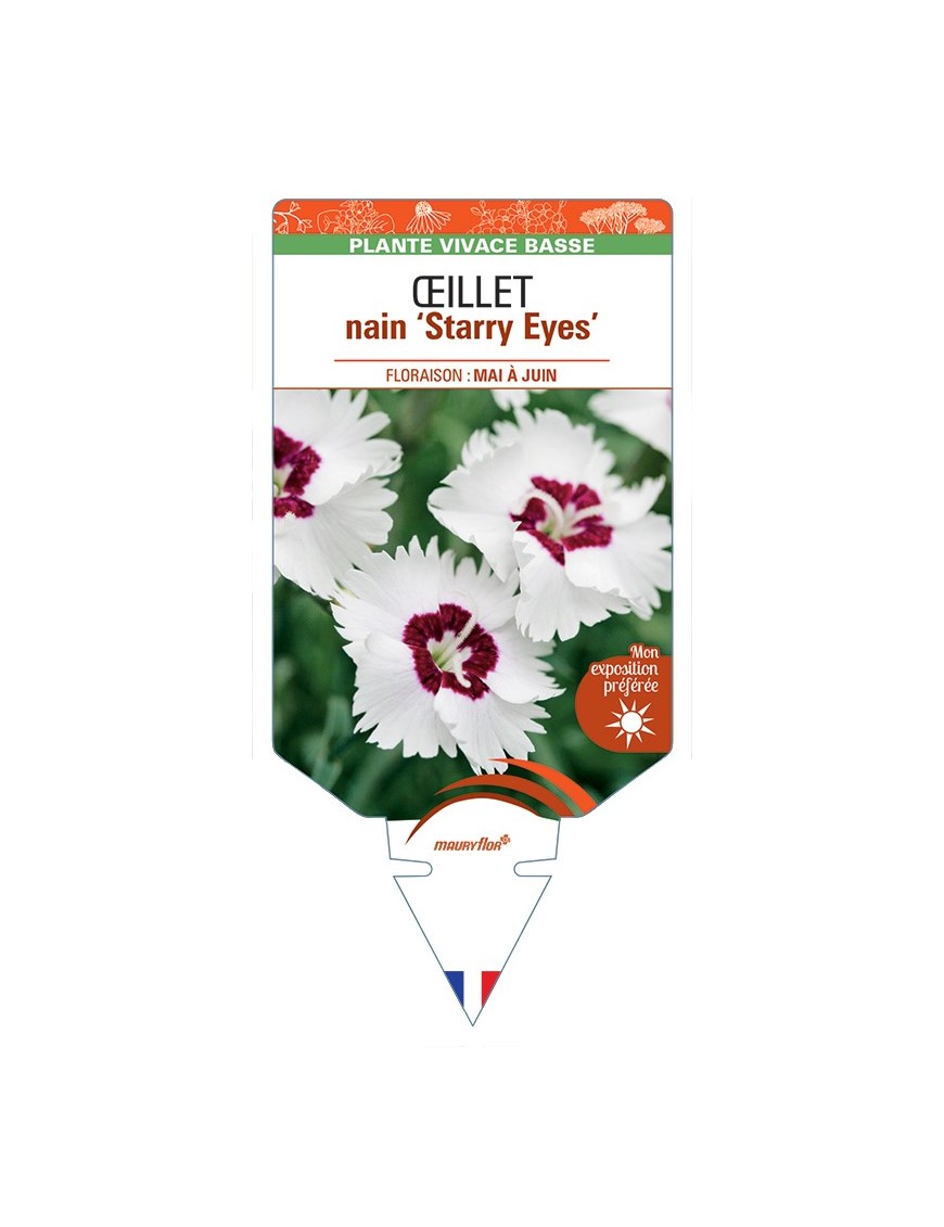 DIANTHUS alpinus Starry Eyes voir Œillet nain