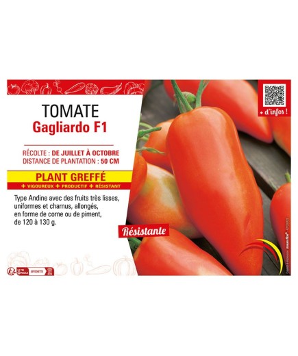TOMATE GAGLIARDO F1 Plant greffé