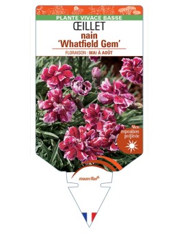 DIANTHUS alpinus Whatfield Gem voir Œillet nain