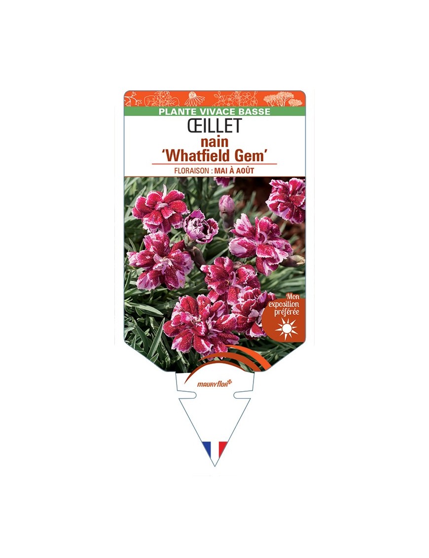 DIANTHUS alpinus Whatfield Gem voir Œillet nain