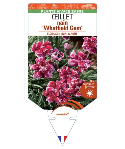 DIANTHUS alpinus Whatfield Gem voir Œillet nain