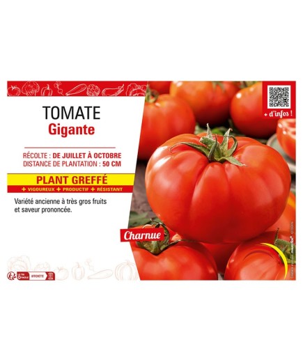 TOMATE GIGANTE Plant greffé