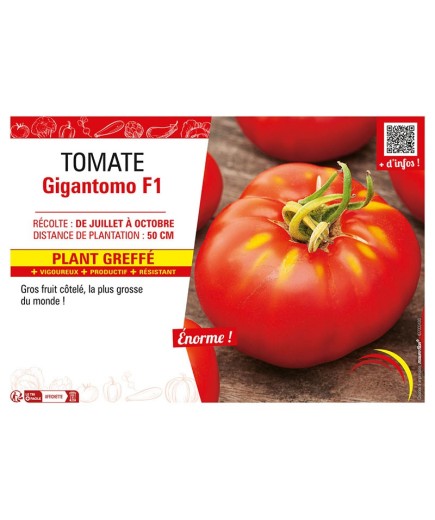 TOMATE GIGANTOMO F1 Plant greffé