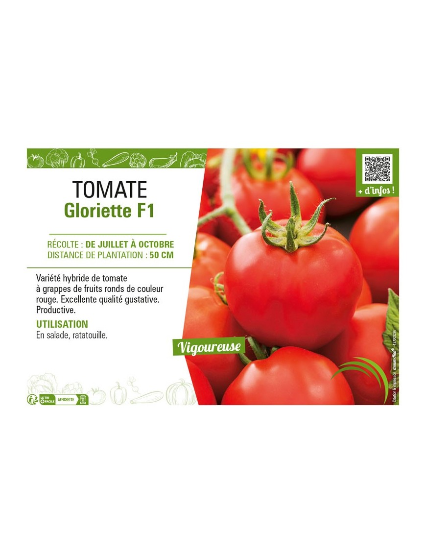 TOMATE GLORIETTE F1