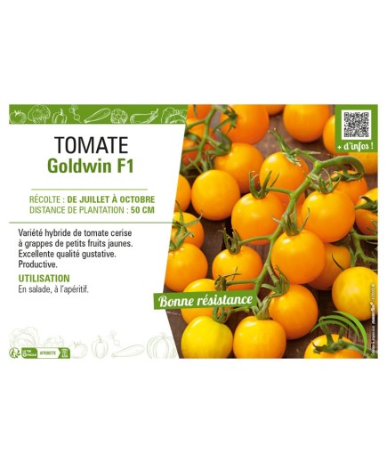 TOMATE GOLDWIN F1