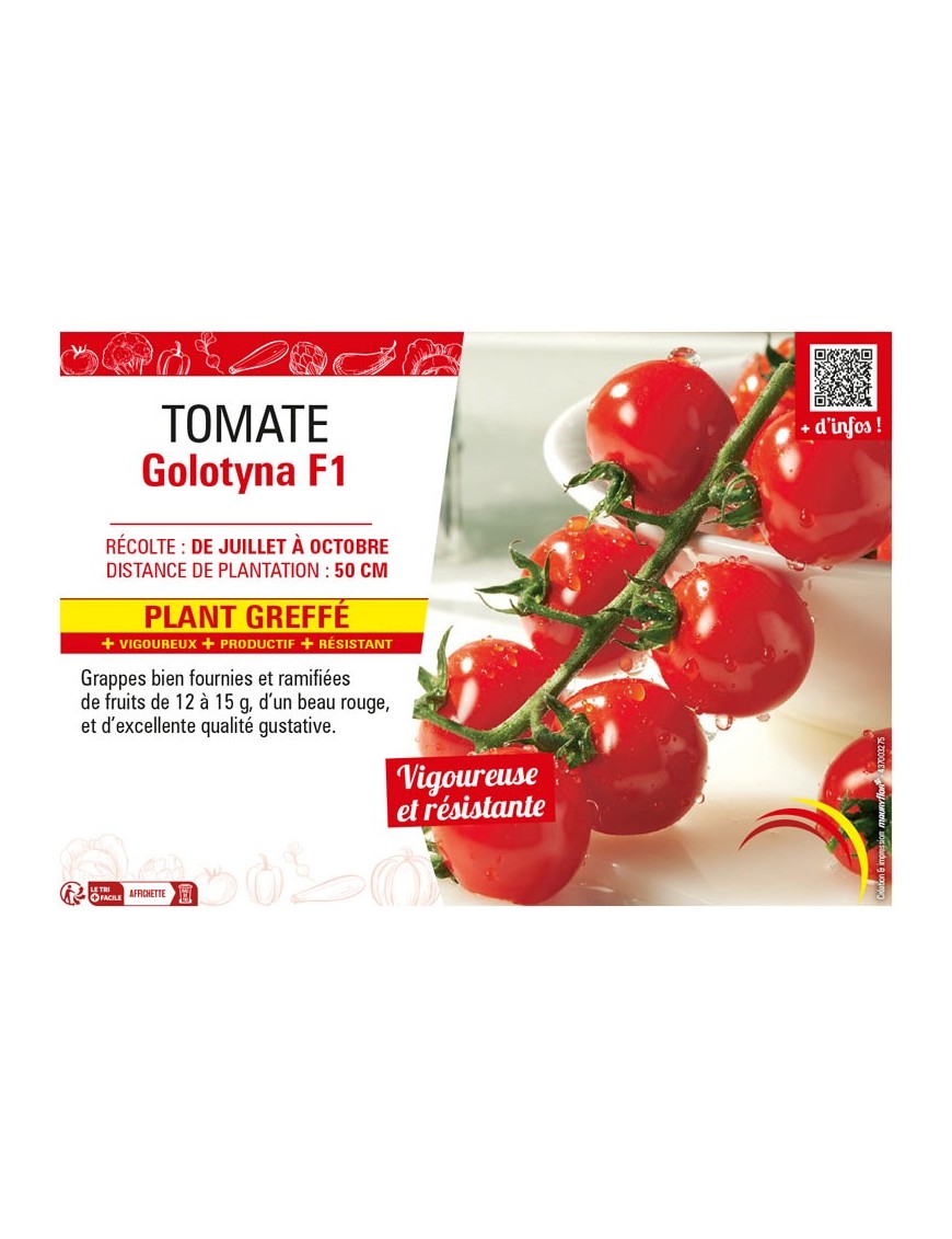 TOMATE GOLOTYNA F1 Plant greffé