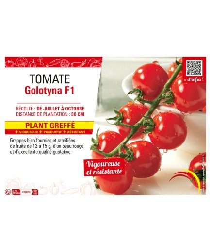 TOMATE GOLOTYNA F1 Plant greffé