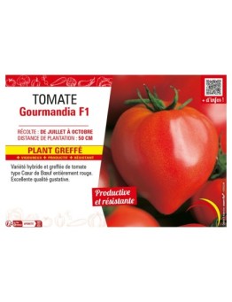 TOMATE GOURMANDIA F1 Plant greffé