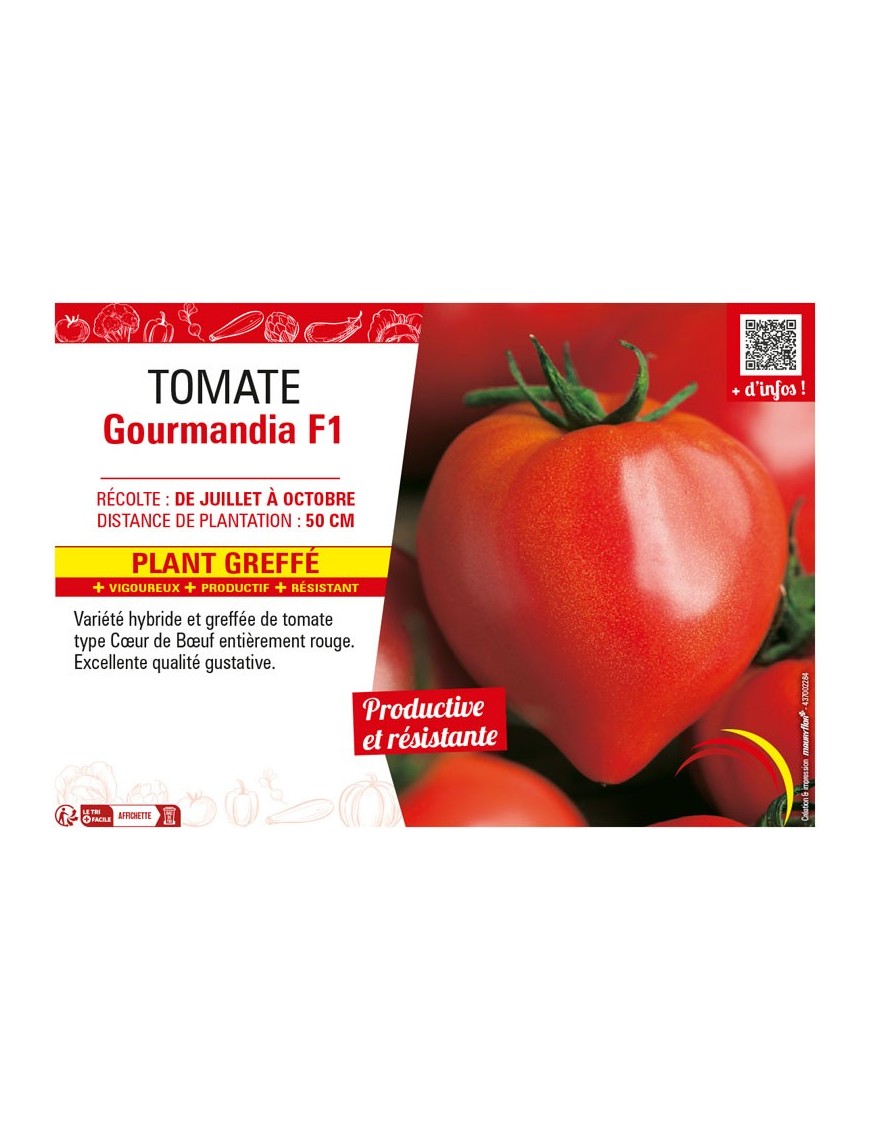 TOMATE GOURMANDIA F1 Plant greffé