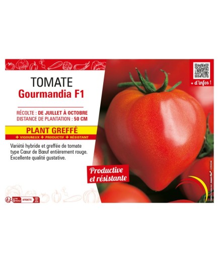 TOMATE GOURMANDIA F1 Plant greffé