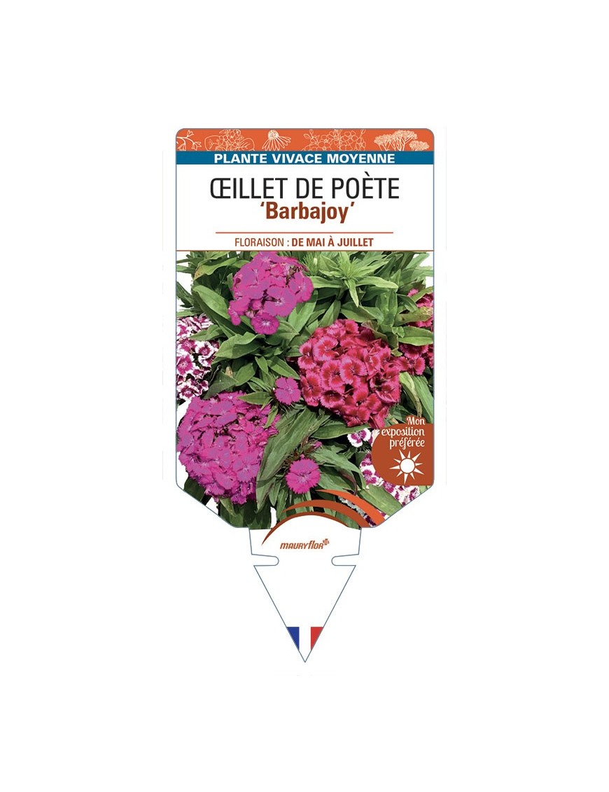 DIANTHUS Barbajoy voir Œillet de Poète