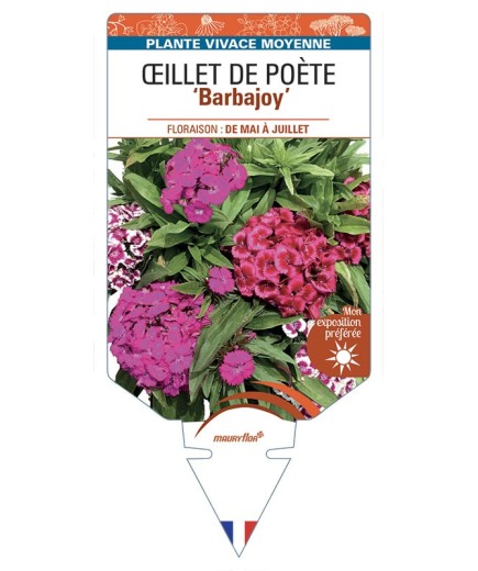 DIANTHUS Barbajoy voir Œillet de Poète
