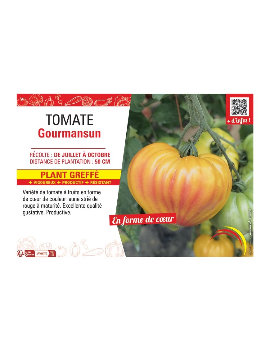 TOMATE GOURMANSUN Plant greffé