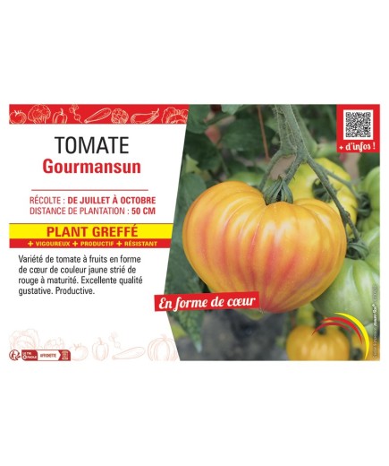 TOMATE GOURMANSUN Plant greffé