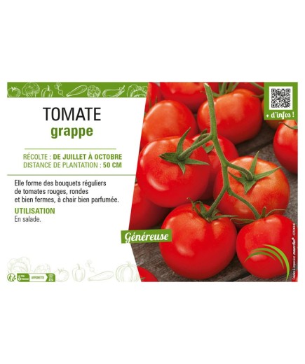 TOMATE GRAPPE
