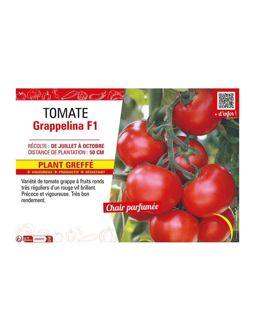 TOMATE GRAPPELINA F1 Plant greffé