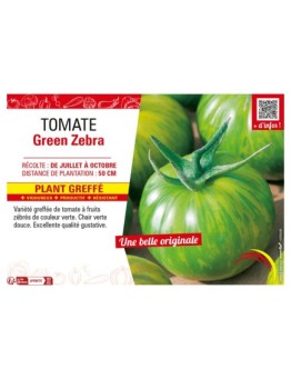 TOMATE GREEN ZEBRA Plant greffé