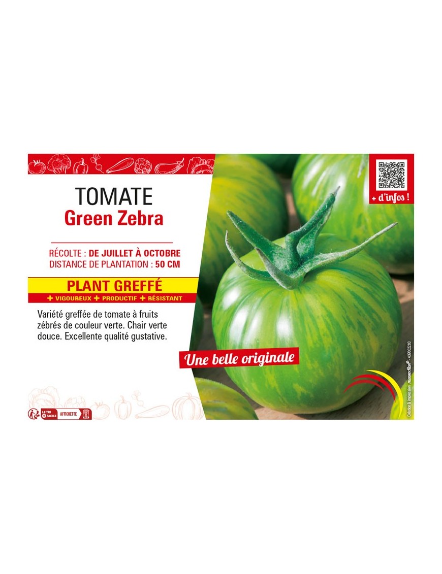TOMATE GREEN ZEBRA Plant greffé