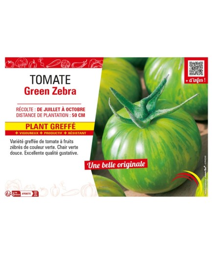 TOMATE GREEN ZEBRA Plant greffé
