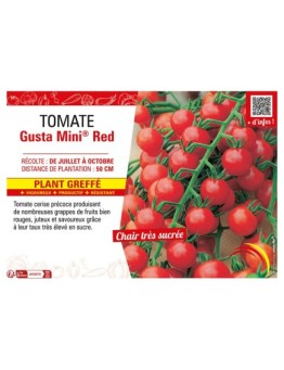 TOMATE GUSTA MINI® RED Plant greffé