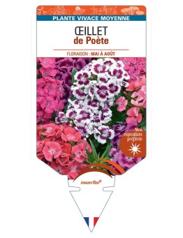 DIANTHUS barbatus Barbarini voir Œillet de Poète (varié)
