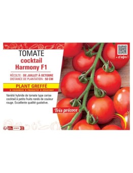 TOMATE COCKTAIL HARMONY F1 Plant greffé