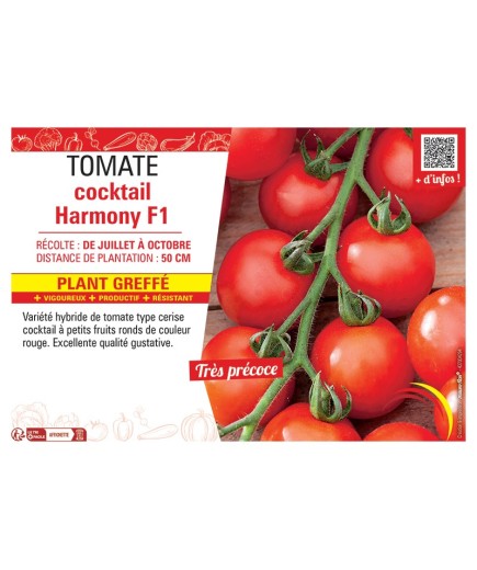TOMATE COCKTAIL HARMONY F1 Plant greffé