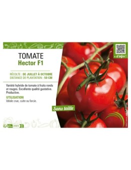 TOMATE HECTOR F1