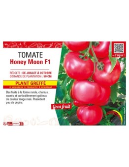 TOMATE HONEY MOON F1 Plant greffé